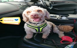 Cockapoo dogs for adoption: 💙🐶 BOBBY 🐶💙 - Advert 3