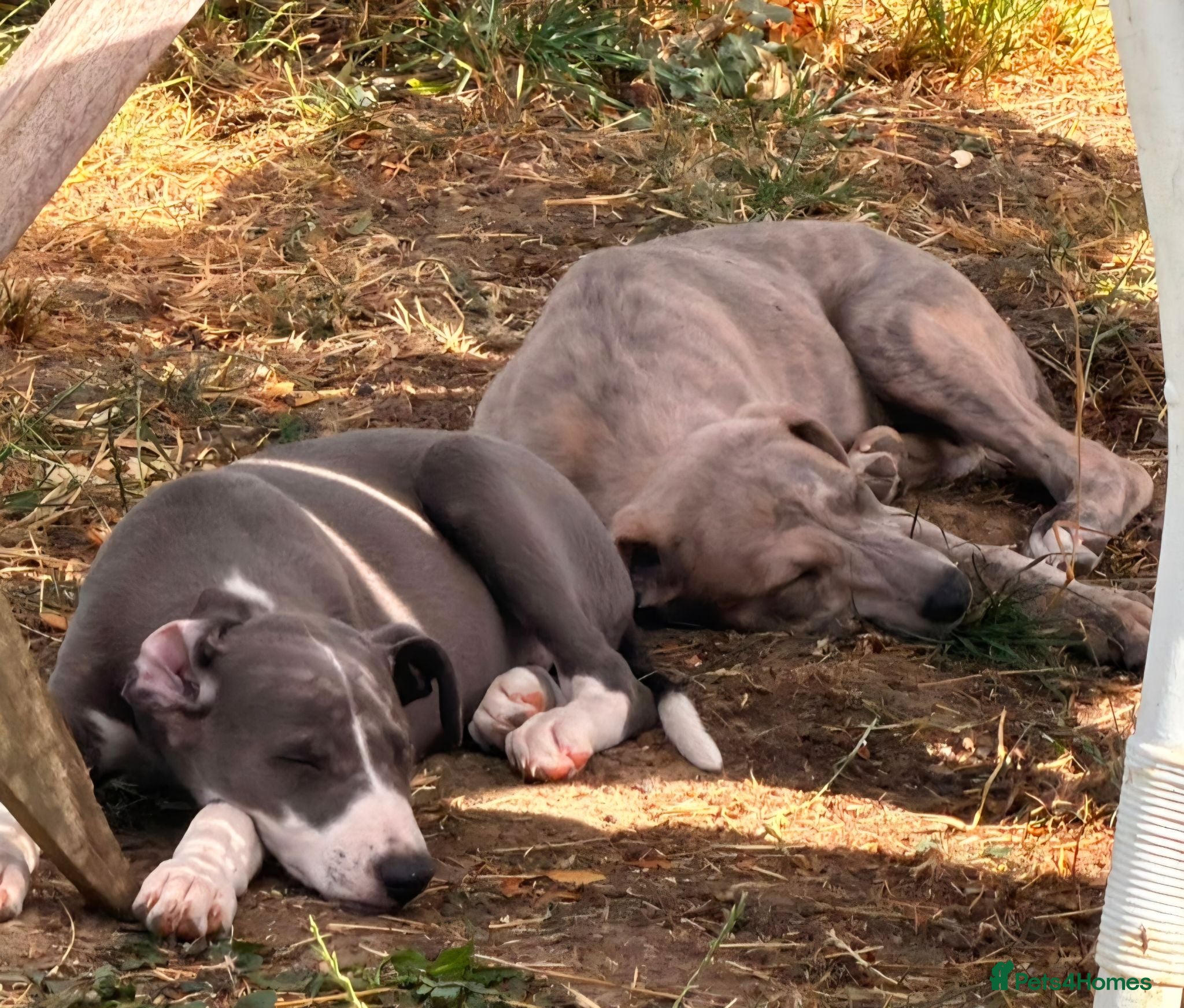 Whippet dogs KC Whippet Puppies.  - Advert 1
