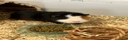 Guinea Pig rodents for sale: Guinea Pig boy, curly gene - Advert 6