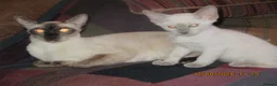 Siamese cats for sale: siamese kittens - Advert 1