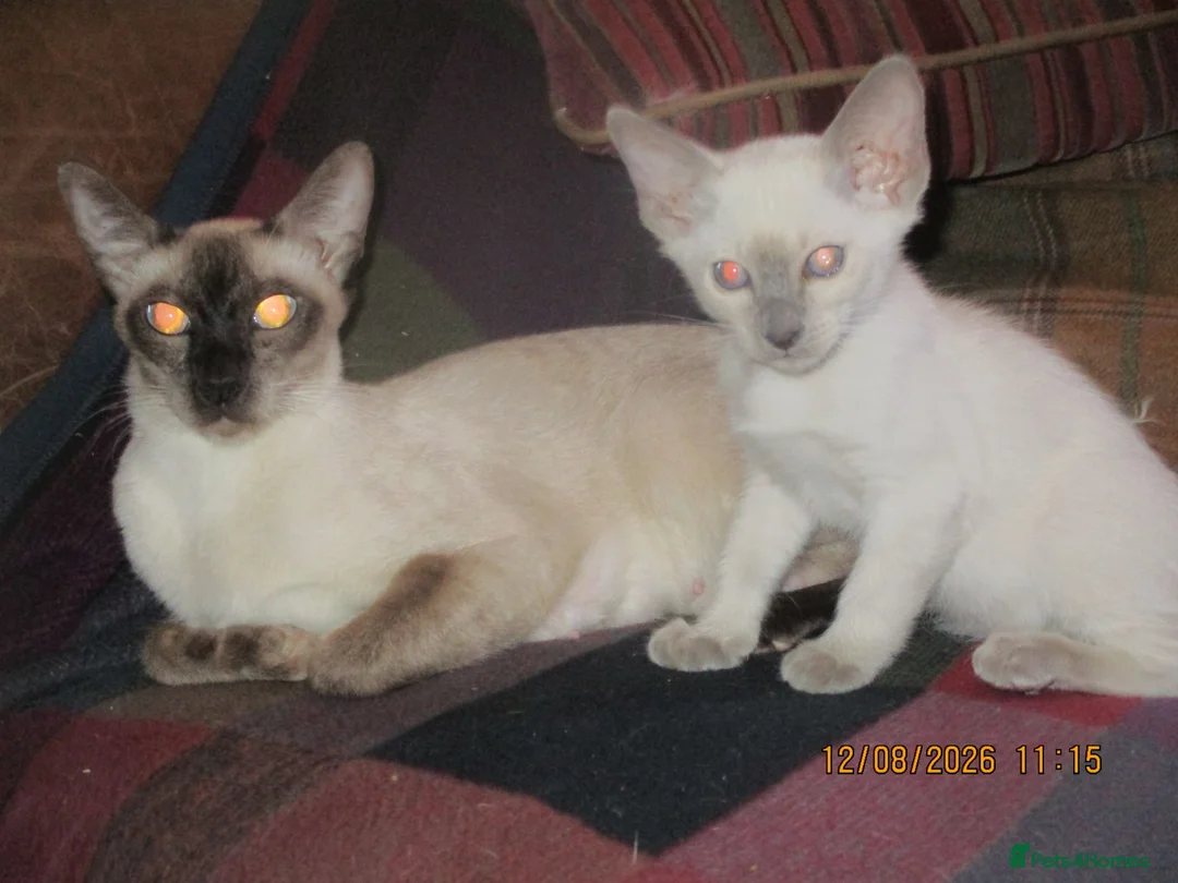 Siamese cats for sale: siamese kittens - Advert 1