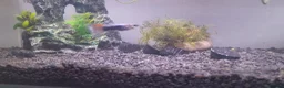 Live Bearers fish for sale: Colorful guppys 4 male 2 female  in Hayes - Advert 6
