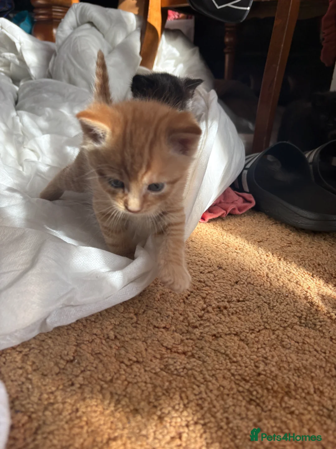 Mixed Breed cats for sale: Male ginger kitten  - Advert 2