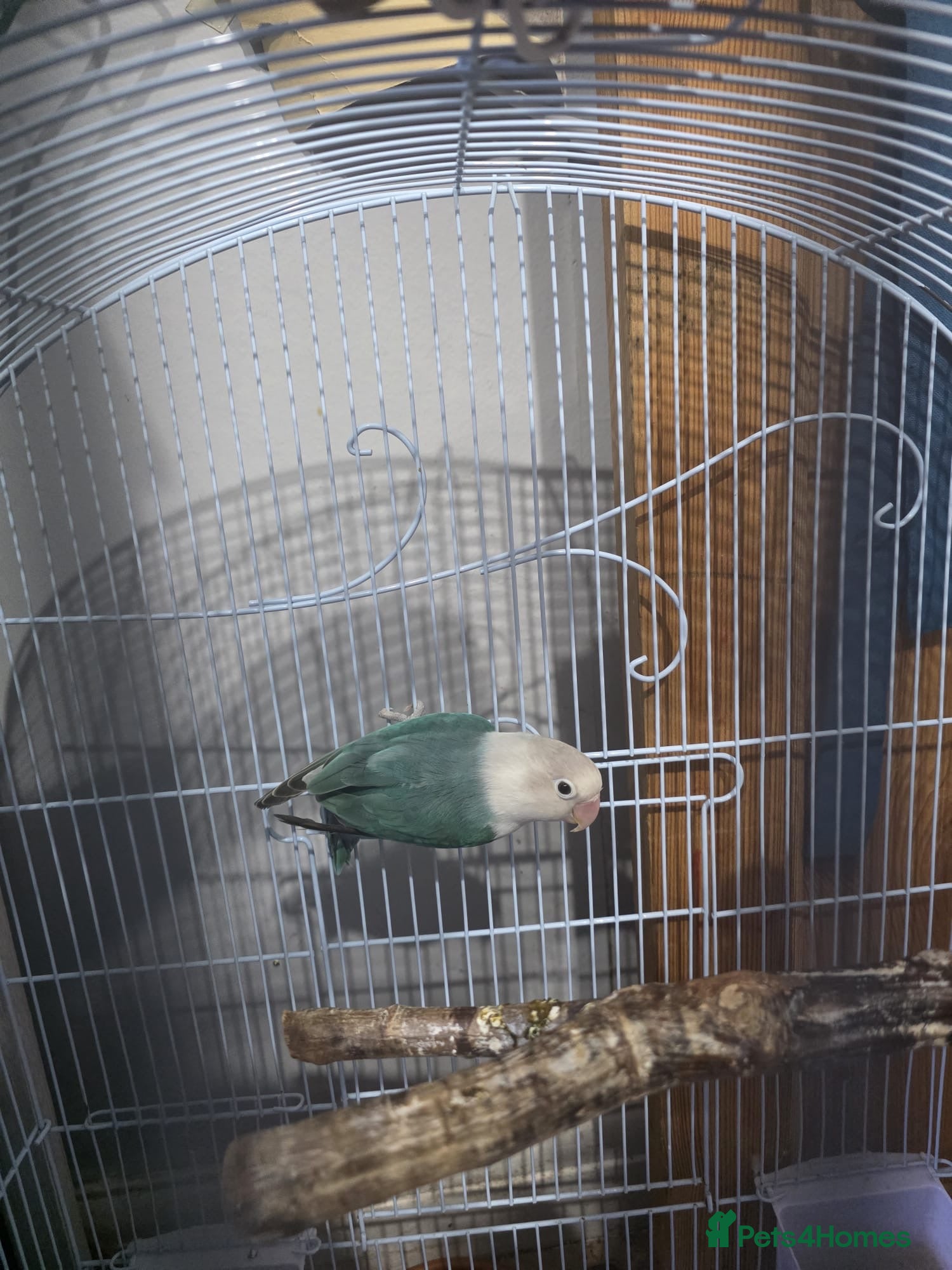 Lovebirds birds Sami tamed love bird - Advert 1