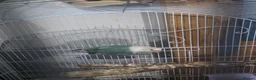 Lovebirds birds for sale: Sami tamed love bird - Advert 1