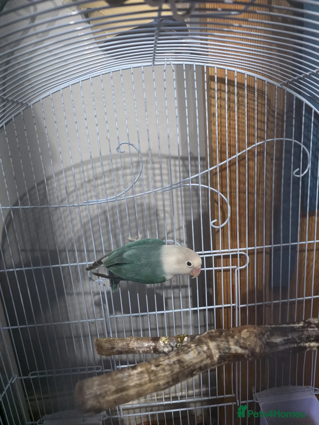 Lovebirds birds for sale: Sami tamed love bird - Advert 1