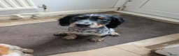 Cocker Spaniel dogs for sale: Female Cocker Spaniel Puppy - Advert 5