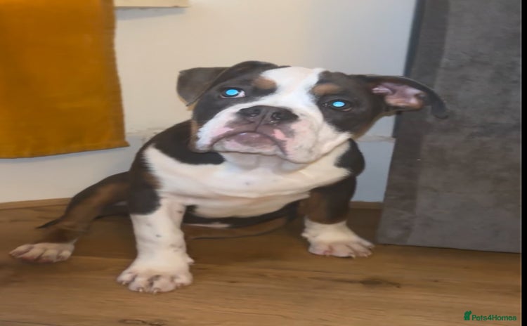 Olde English Bulldogge dogs Olde English bulldogs - Advert 2