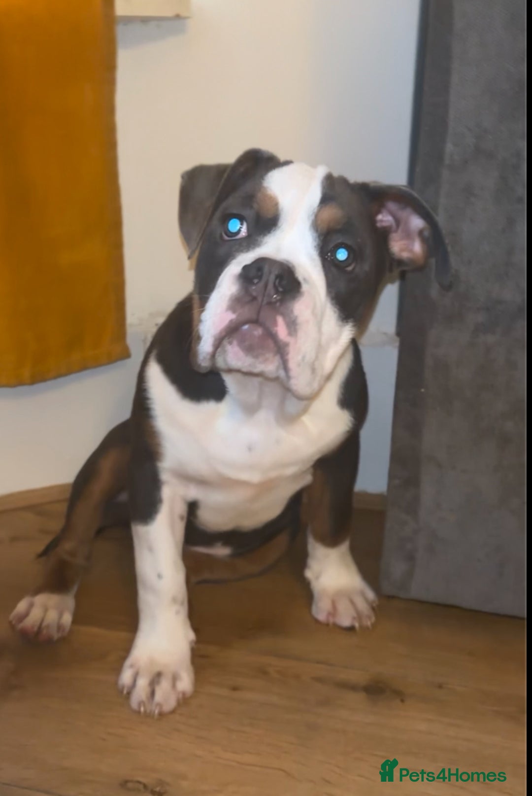 Olde English Bulldogge dogs for sale: Olde English bulldogs - Image 8