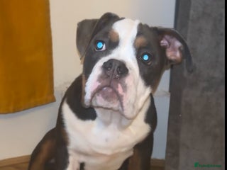 Olde English Bulldogge dogs Olde English bulldogs - Advert 2