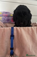 Cockapoo dogs - Advert 10