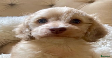 Doxiepoo dogs - Advert 7