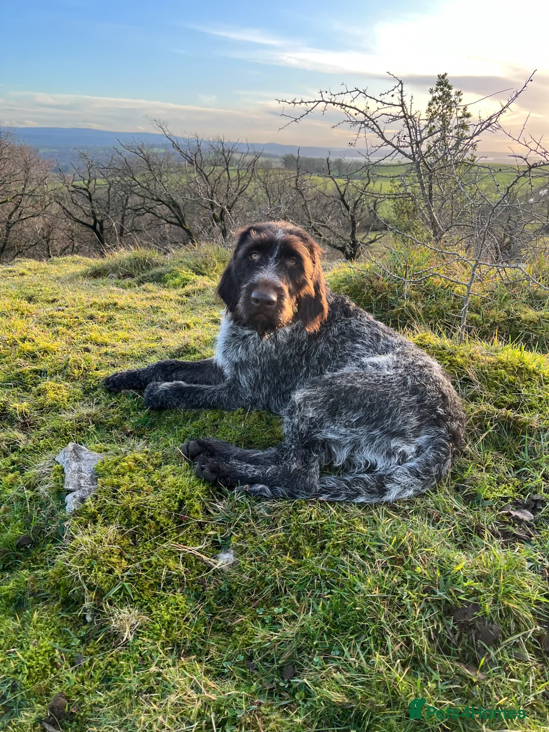 German Wirehaired Pointer dogs for sale: GWP puppies - Advert 2