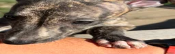 Whippet dogs for sale: Kennel Club Registered Whippet Pups Available  - Advert 12
