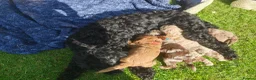 Cockapoo dogs for sale: 5 Loving cockapoos  - Advert 2