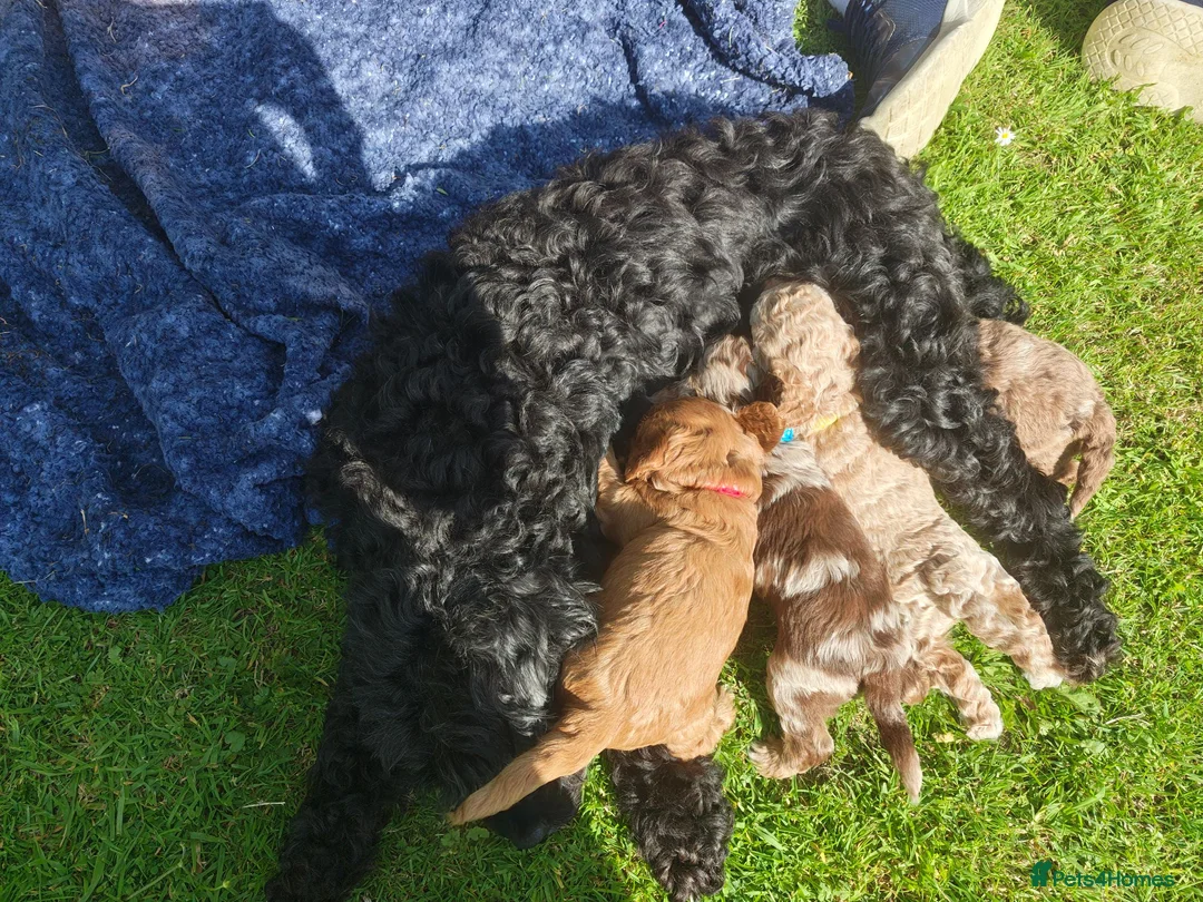 Cockapoo dogs for sale: 5 Loving cockapoos  - Advert 2