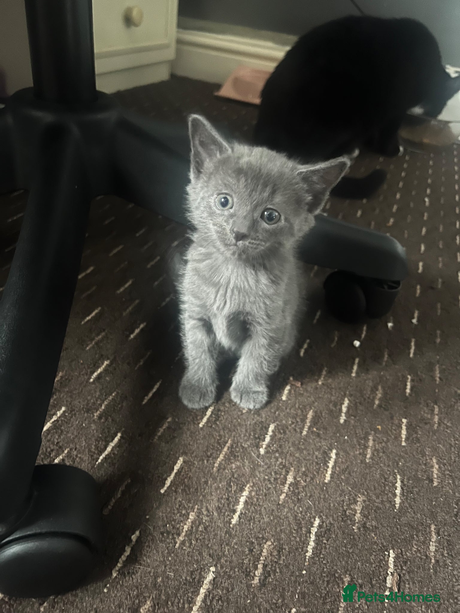 Mixed Breed cats Grey kitten for sale  - Advert 1