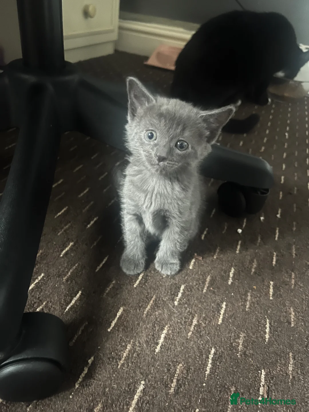 Mixed Breed cats for sale: Grey kitten for sale  in Watford - Advert 1