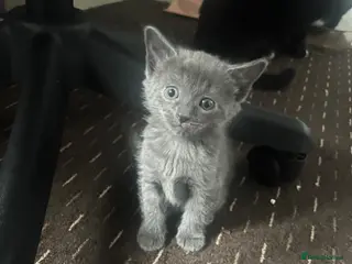 Mixed Breed cats Grey kitten for sale - Advert 1