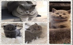 British Shorthair cats for stud: 💙 Big beautiful blue stud East Midlands 💙 in Derby - Image 4