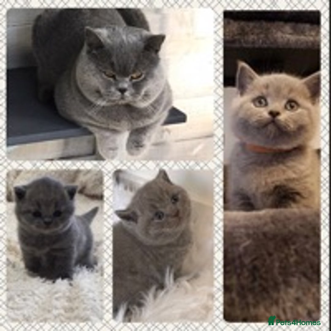 British Shorthair cats for stud: 💙 Big beautiful blue stud East Midlands 💙 in Derby - Image 4