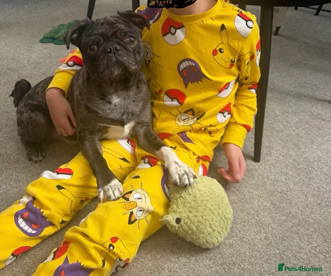 Pug dogs for sale: Albert is looking for his forever home ❤️ - Advert 2