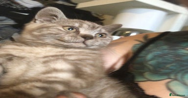 British Shorthair cats - Advert 2