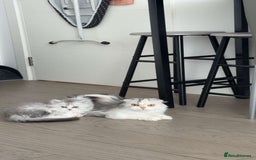 Scottish Fold cats for sale: Scottish fold long hair - Image 3