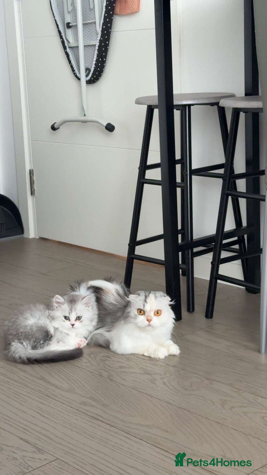 Scottish Fold cats for sale: Scottish fold long hair - Image 3