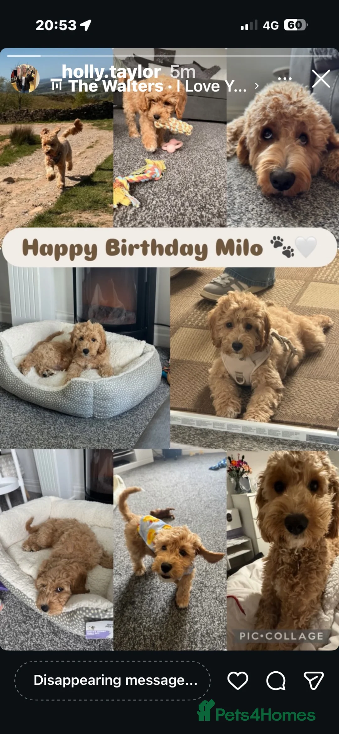 Cavapoo dogs for stud: Milo 1 years old. - Advert 11