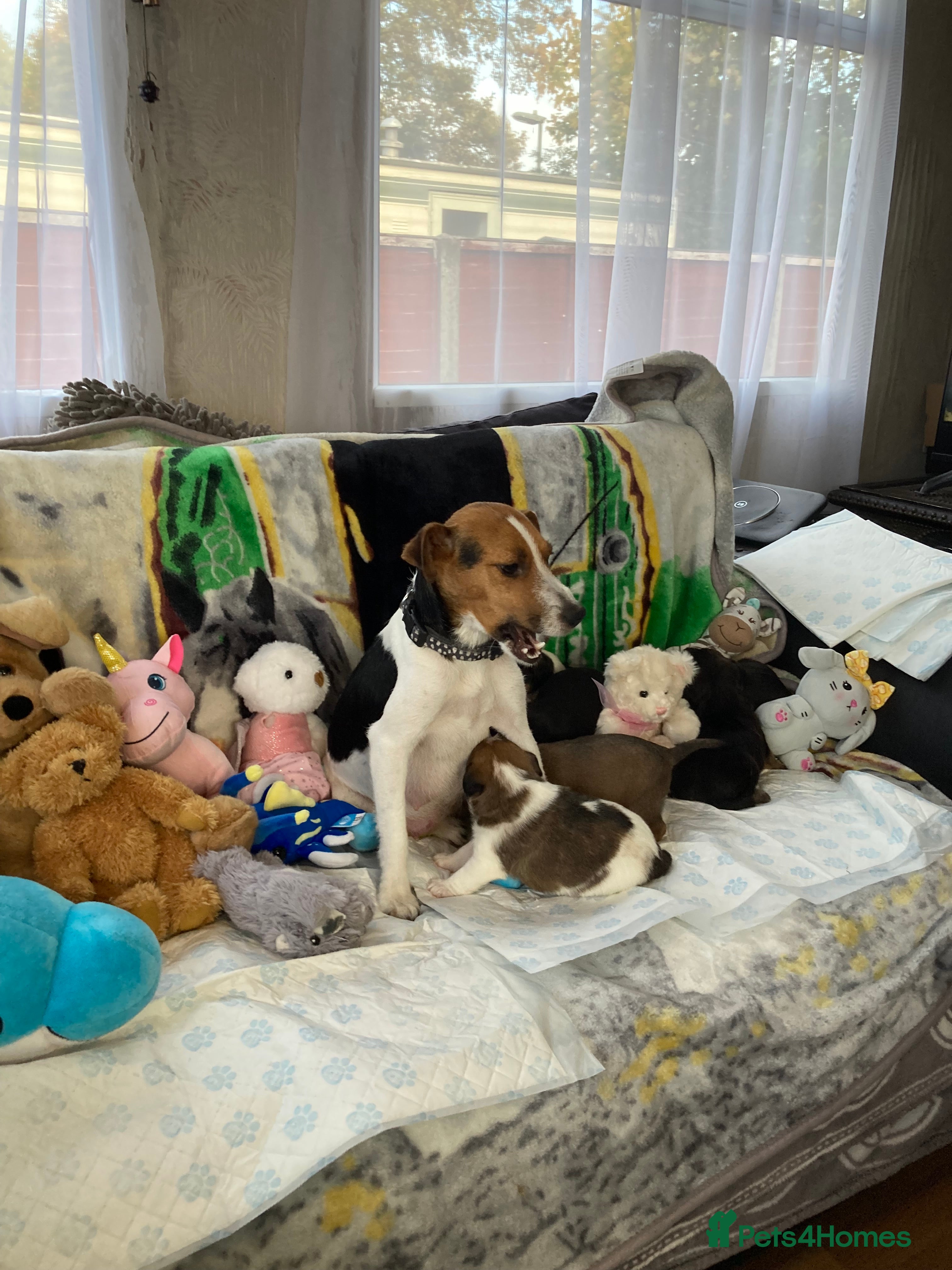 Jack Russell dogs Last remaining girl  - Advert 15