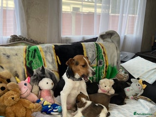 Jack Russell dogs Last remaining girl - Advert 17