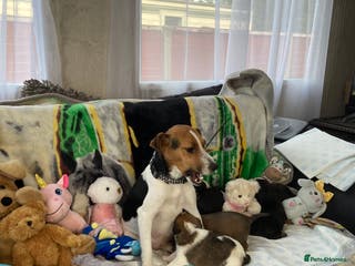 Jack Russell dogs Last remaining girl - Advert 20