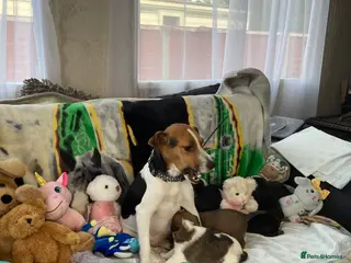 Jack Russell dogs Last remaining girl - Advert 17