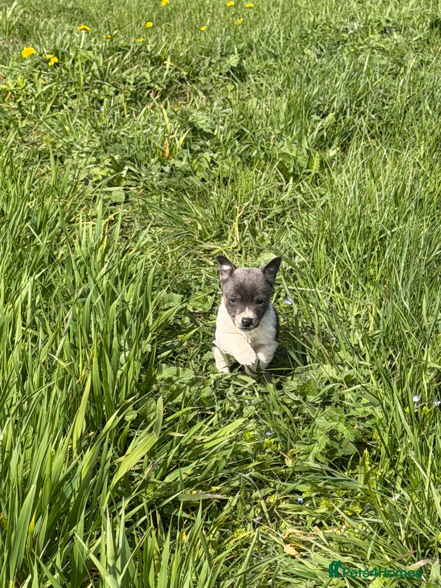 Jack Russell dogs Adorable jack russel Puppys 1 blue boy left  - Advert 1