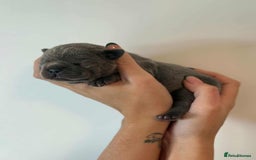 French Bulldog dogs for sale: French Bulldog Puppies - Image 12