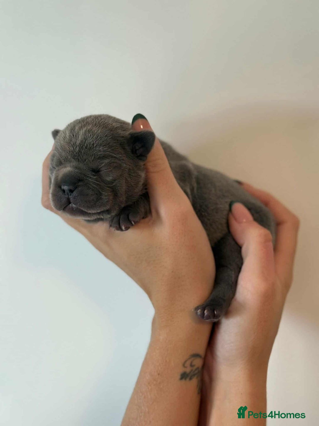 French Bulldog dogs for sale: French Bulldog Puppies - Image 12