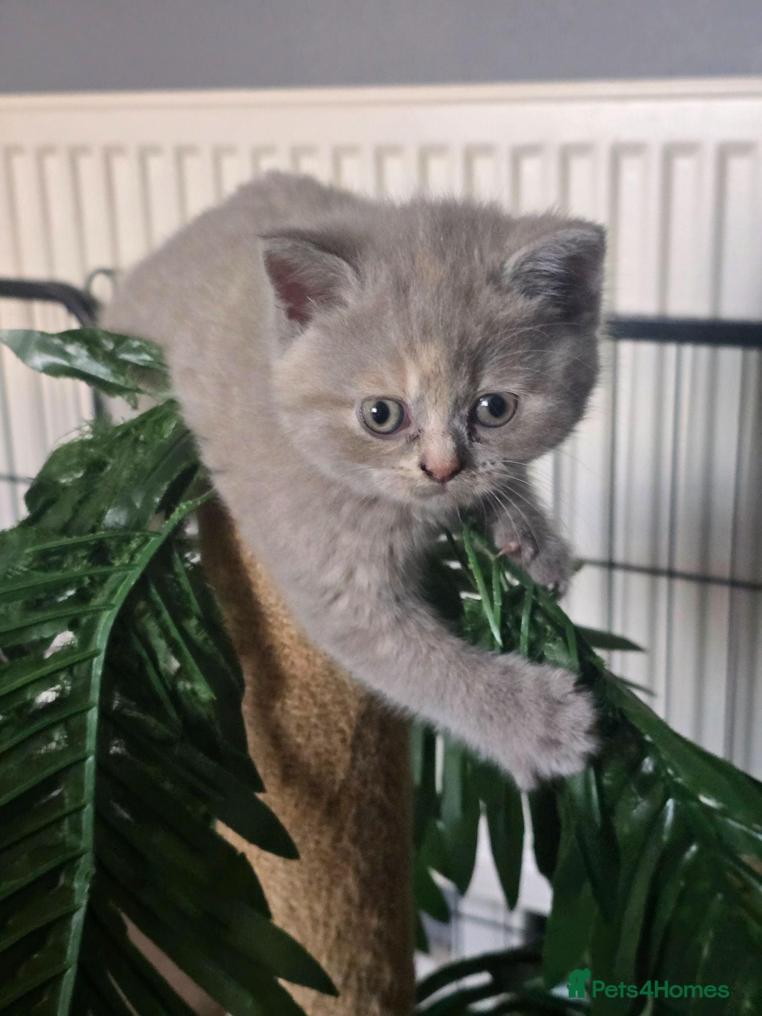 British Shorthair cats Absolutely beautiful kittens looking forever homes - Advert 8