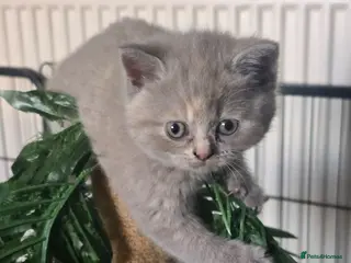 British Shorthair cats Absolutely beautiful kittens looking forever homes - Advert 8