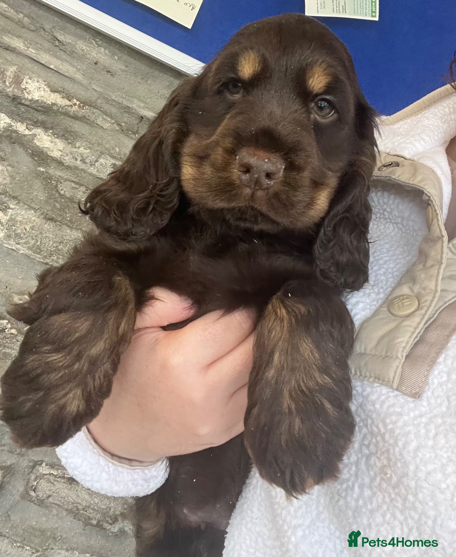 Cocker Spaniel dogs Health tested kennel club reg choc & tan puppies - Advert 1