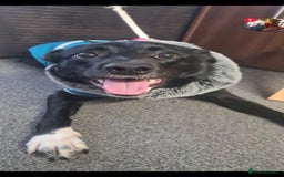 Welsh Collie dogs for sale: Pippa (Female welsh collie) - Image 3