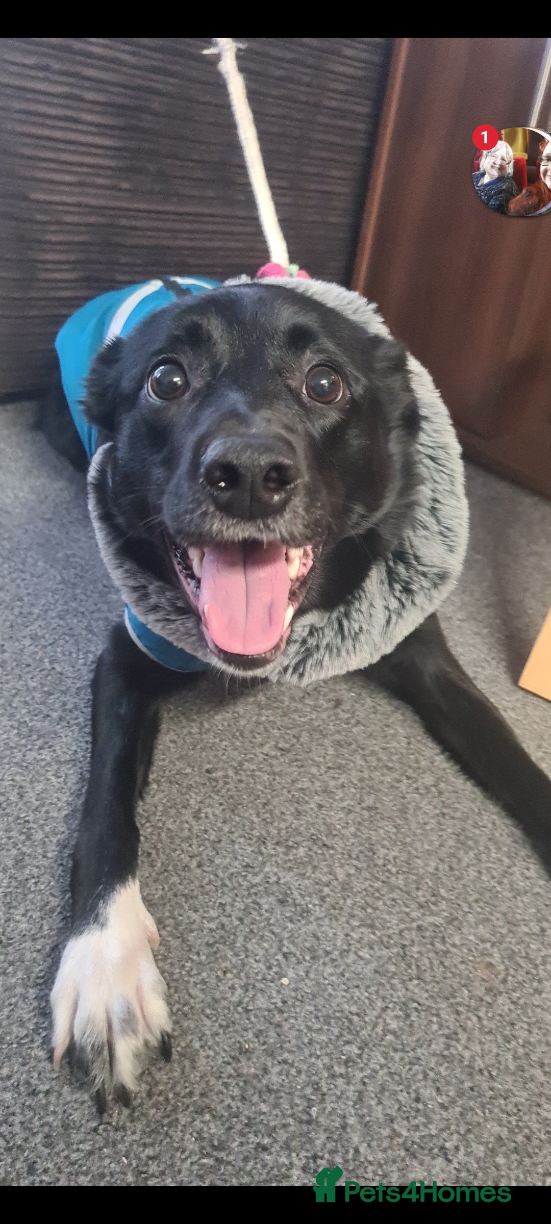 Welsh Collie dogs for sale: Pippa (Female welsh collie) - Image 3