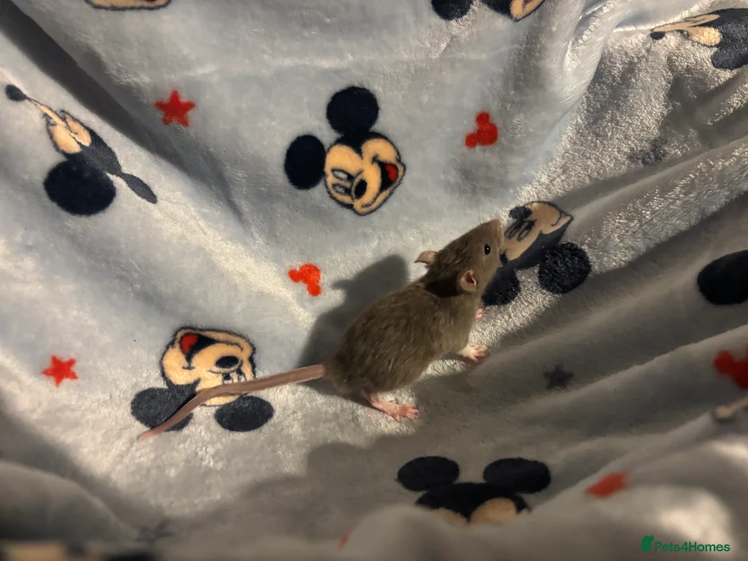 Rat rodents for sale: Gorgeous boys available now! - Advert 9