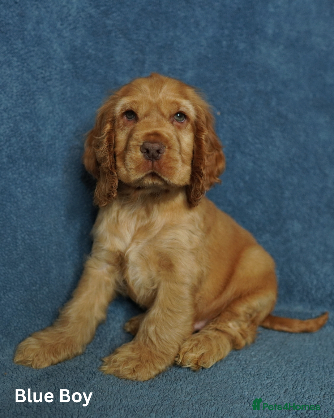 Cocker Spaniel dogs DNA Tested Parents, Quality, Show Type puppies - Advert 3