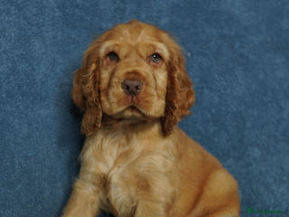 Cocker Spaniel dogs DNA Tested Parents, Quality, Show Type puppies - Advert 1