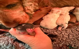 Cockapoo dogs for sale: Ready Dec 20th. Fully dna & health tested clear - Image 32