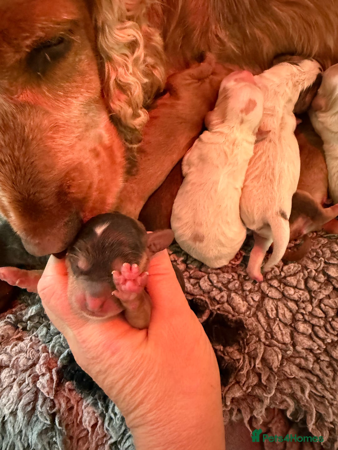 Cockapoo dogs for sale: Ready Dec 20th. Fully dna & health tested clear - Image 32