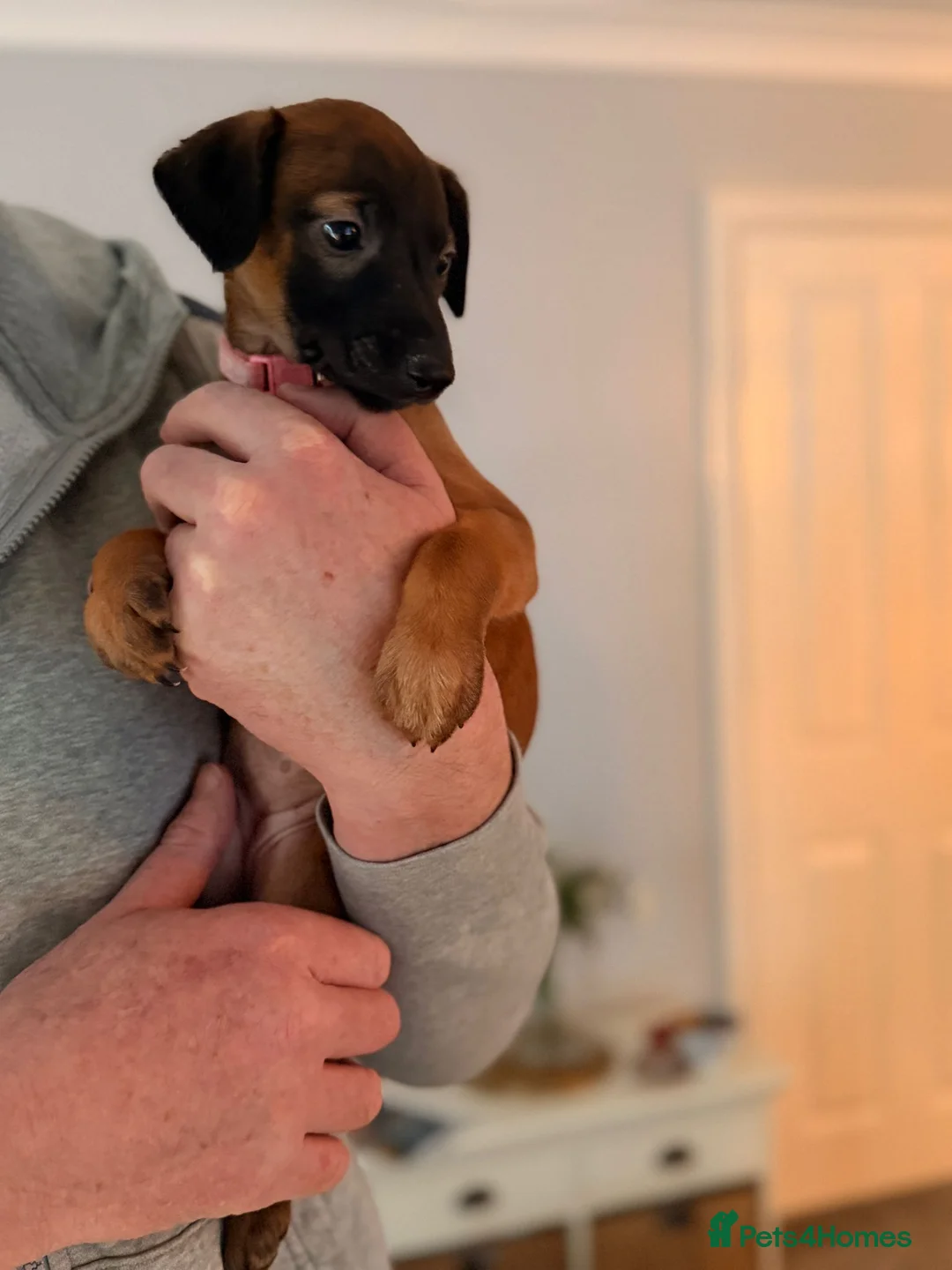 Mixed Breed dogs for sale: All Girls Greyhound/Whippet/Lurcher Cross Puppies! - Advert 9