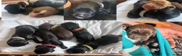 Cocker Spaniel dogs for sale: Working Cocker Spaniel Puppies - Advert 15