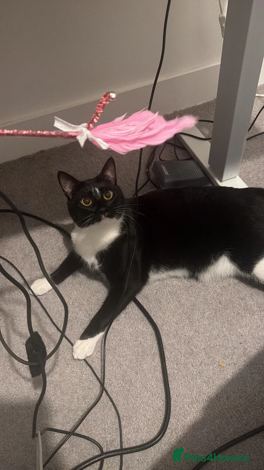 Mixed Breed cats for sale: Rehome my lovely Vader  - Advert 10